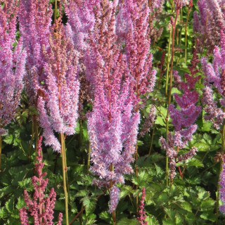 plantes-vivaces-astilbe-chinensis-purpurlanze-astilbe-de-chine-en-vente-pepiniere-lepage-