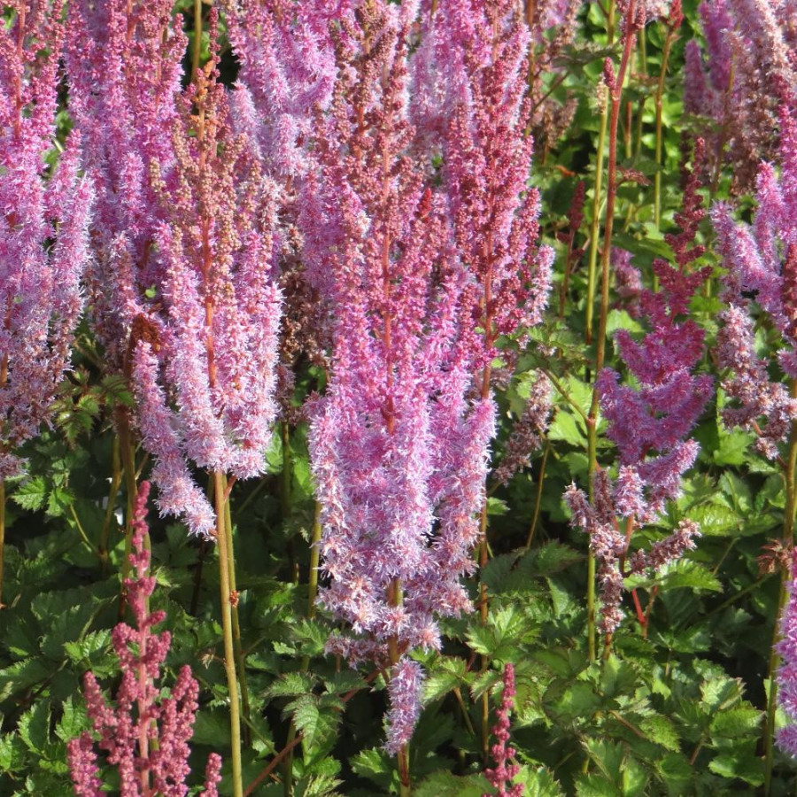 plantes-vivaces-astilbe-chinensis-purpurlanze-astilbe-de-chine-en-vente-pepiniere-lepage-