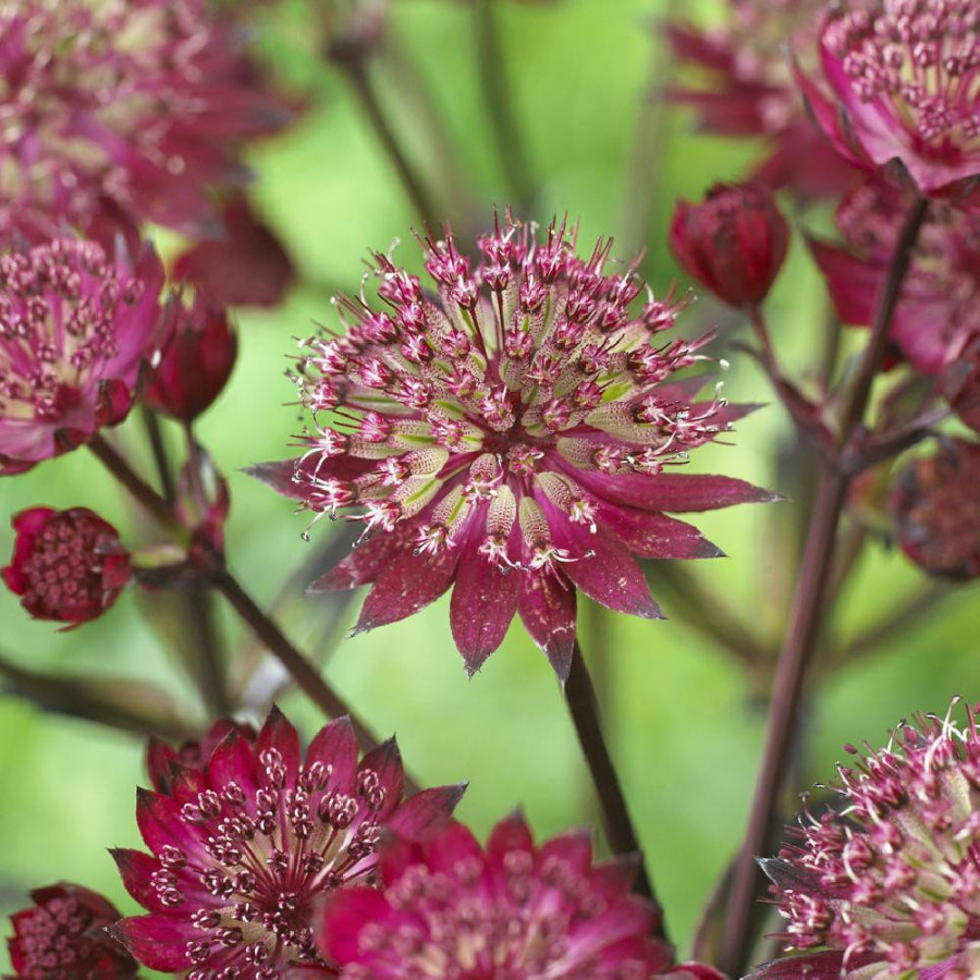 ASTRANTIA 'Star Of Love' ®