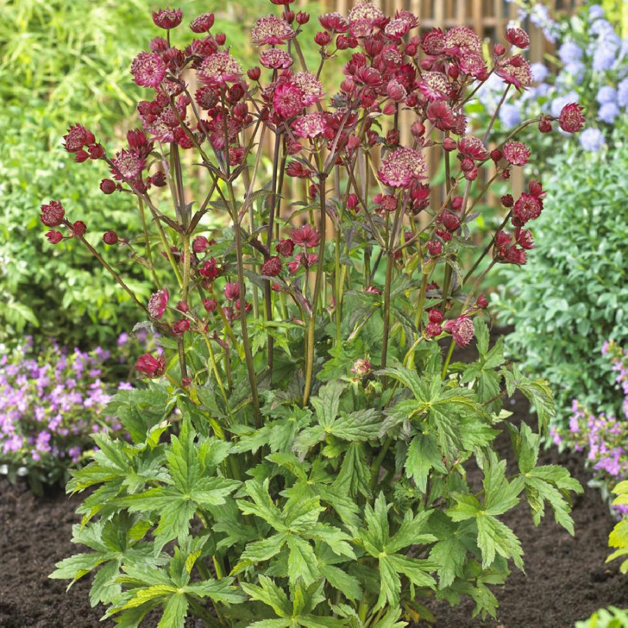 ASTRANTIA 'Star Of Love' ®