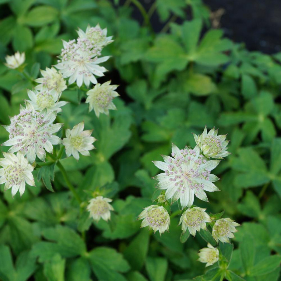ASTRANTIA bavarica