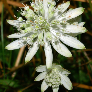 ASTRANTIA bavarica