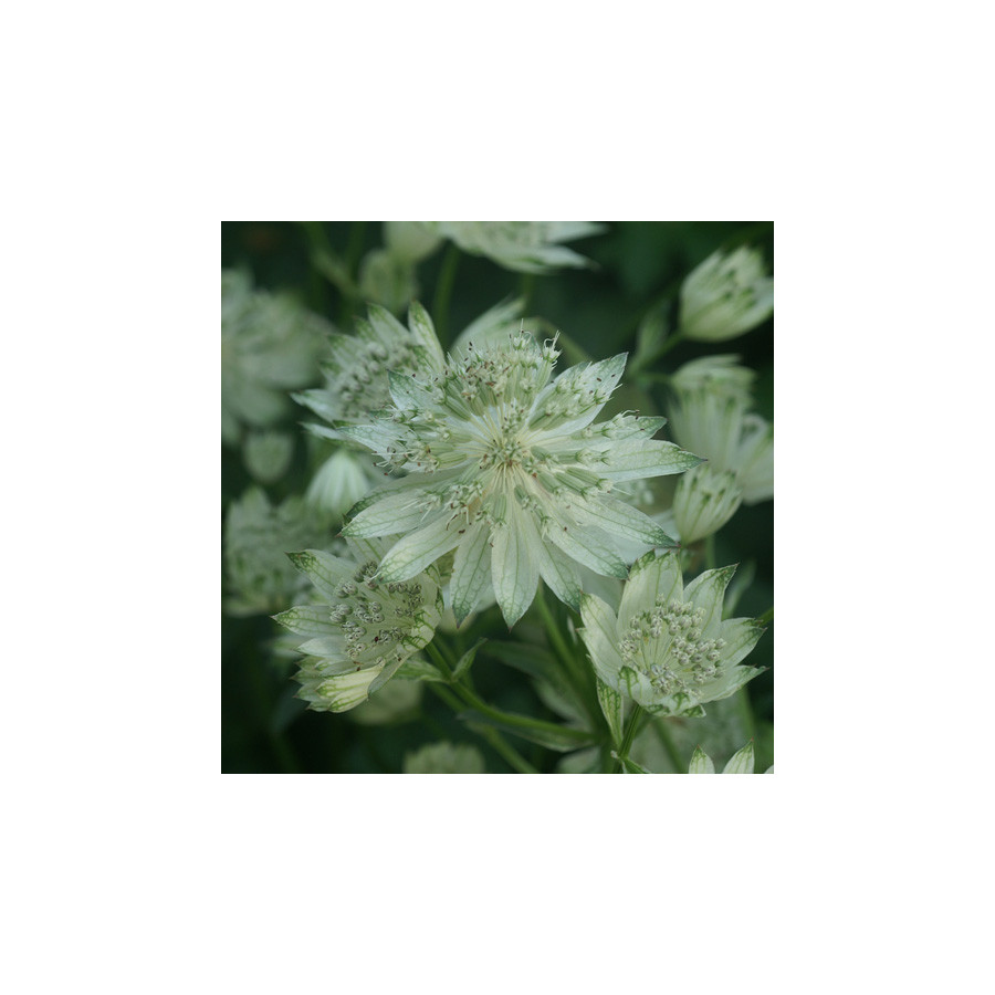 Plantes Vivaces ASTRANTIA major 'Alba' - Astrance en vente - Radiaire en vente - Pépinière Lepage .