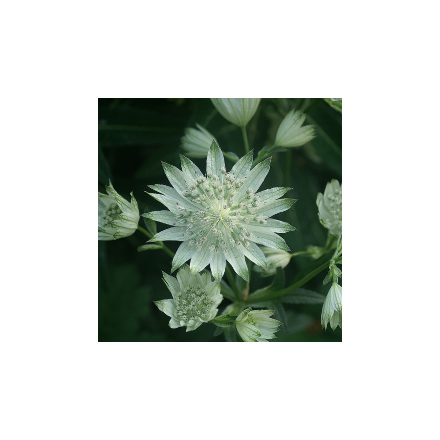 Plantes Vivaces ASTRANTIA major 'Alba' - Astrance en vente - Radiaire en vente - Pépinière Lepage .