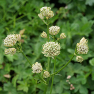 Plantes Vivaces ASTRANTIA major 'Alba' - Astrance en vente - Radiaire en vente - Pépinière Lepage .