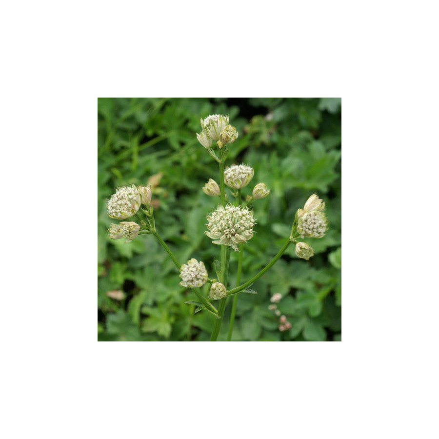 Plantes Vivaces ASTRANTIA major 'Alba' - Astrance en vente - Radiaire en vente - Pépinière Lepage .