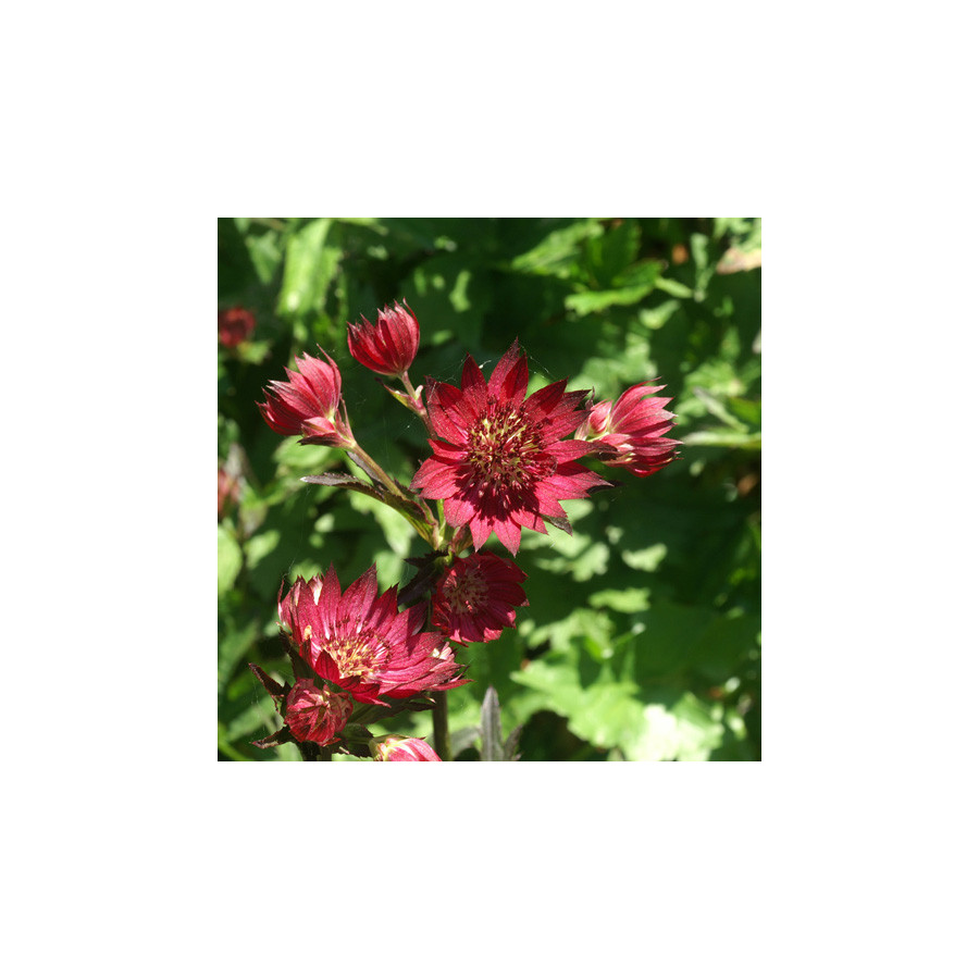 Plantes Vivaces ASTRANTIA major 'Claret' - Astrance en vente - Radiaire en vente - Pépinière Lepage .