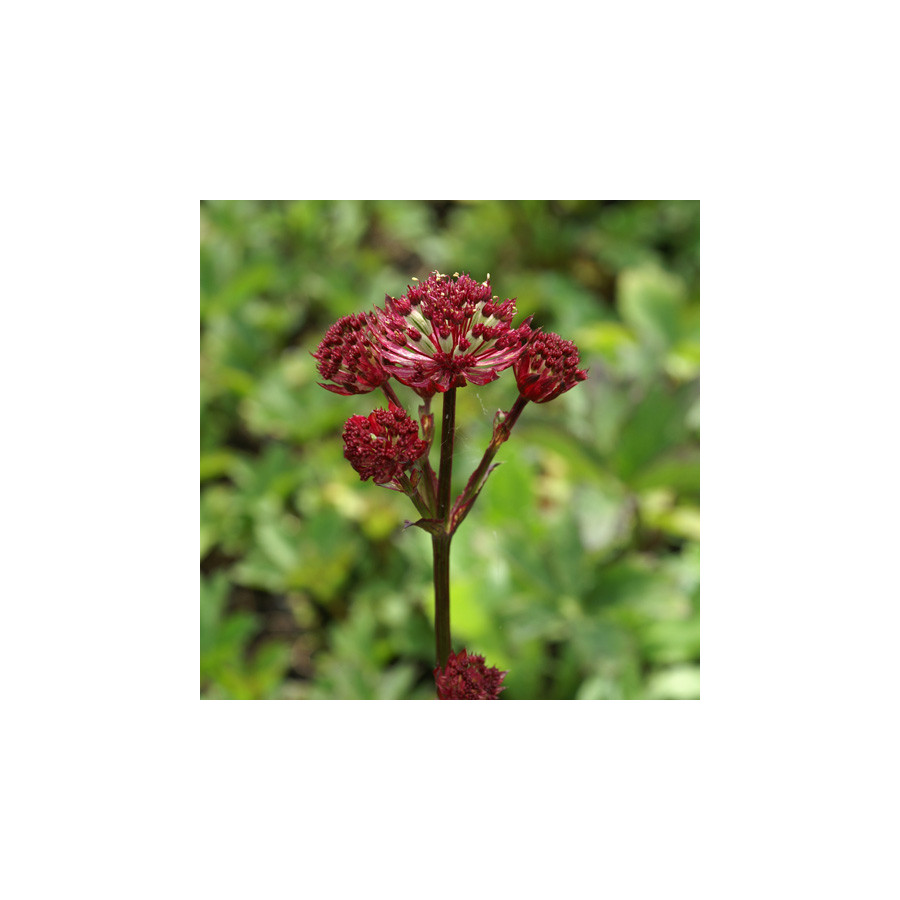 Plantes Vivaces ASTRANTIA major 'Claret' - Astrance en vente - Radiaire en vente - Pépinière Lepage .