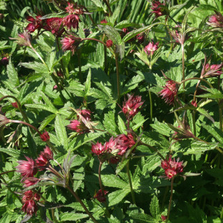 Plantes Vivaces ASTRANTIA major 'Claret' - Astrance en vente - Radiaire en vente - Pépinière Lepage .