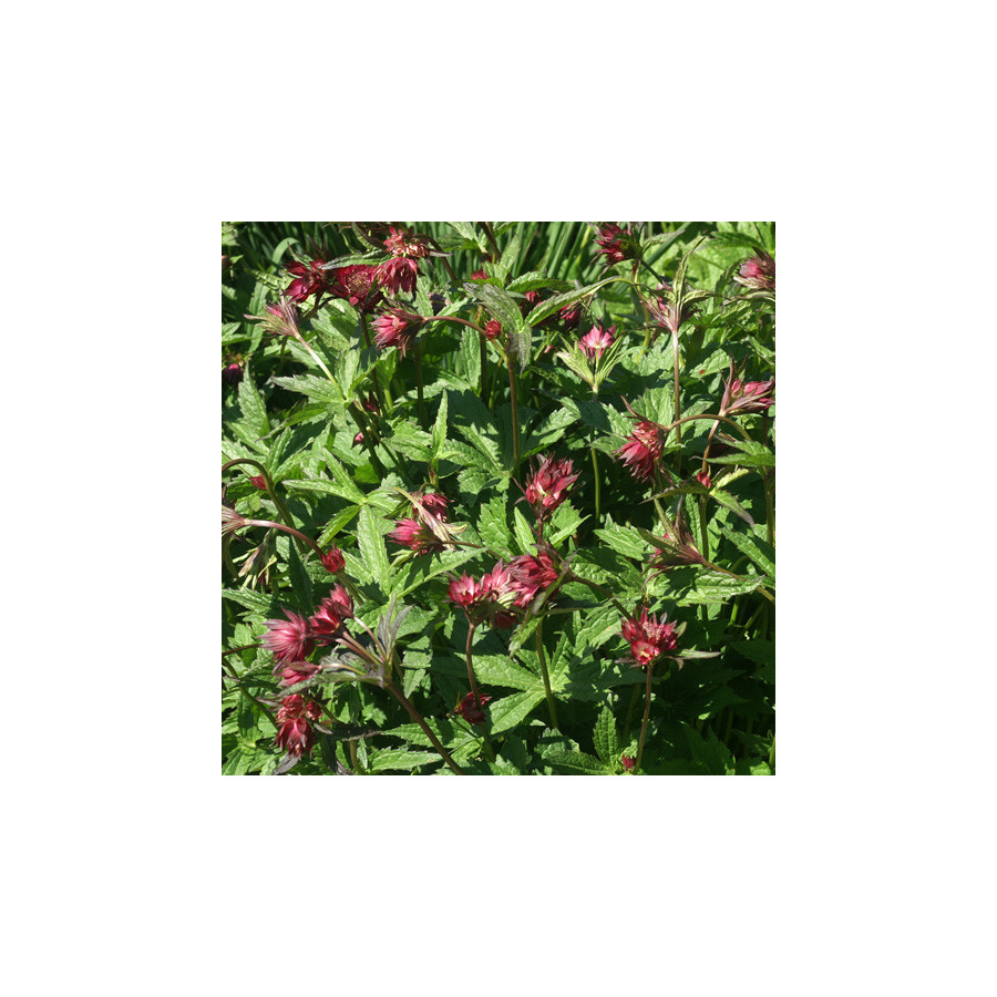 Plantes Vivaces ASTRANTIA major 'Claret' - Astrance en vente - Radiaire en vente - Pépinière Lepage .