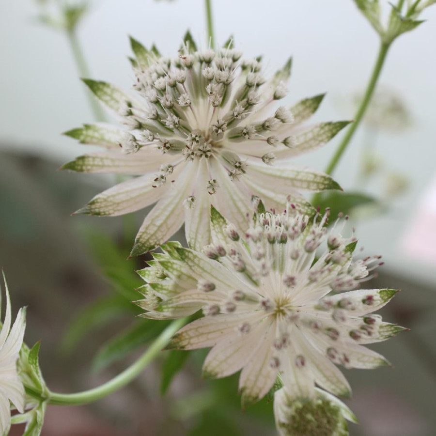 Plantes Vivaces ASTRANTIA major 'Snow Star' - Astrance en vente - Radiaire en vente - Pépinière Lepage .