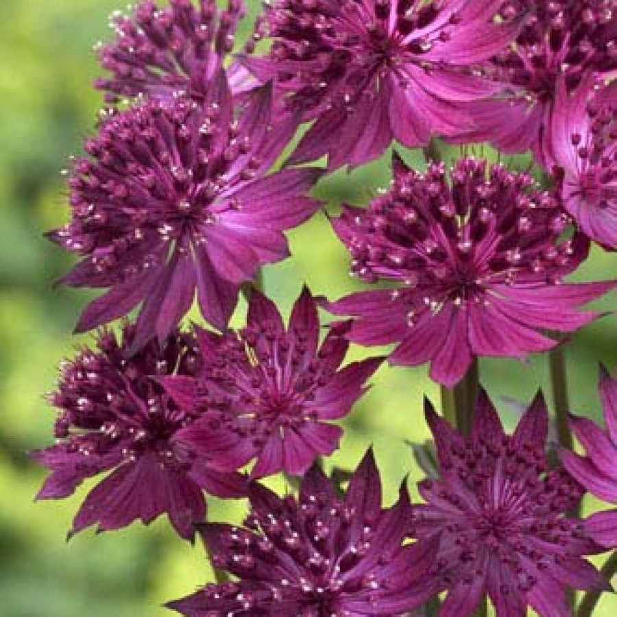 Plantes Vivaces ASTRANTIA major 'Venice' ® - Astrance en vente - Radiaire en vente - Pépinière Lepage .