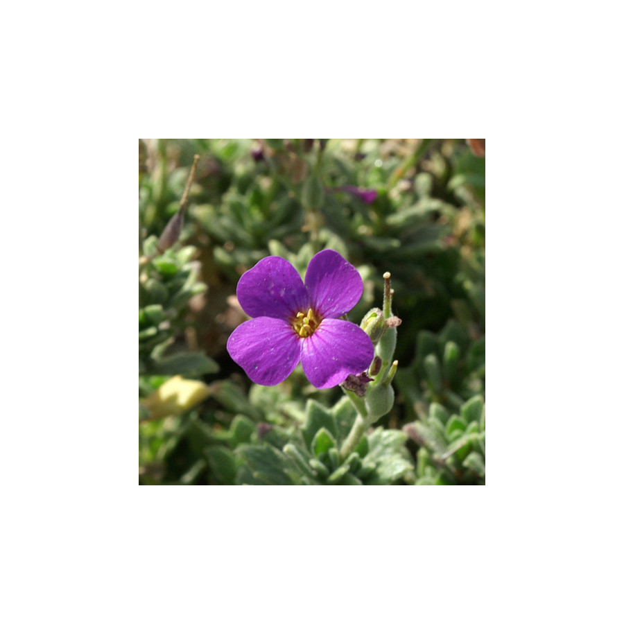 Plantes Vivaces AUBRIETA 'Blaumeise' - Aubriète en vente - Pépinière Lepage .