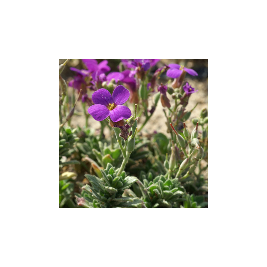 Plantes Vivaces AUBRIETA 'Blaumeise' - Aubriète en vente - Pépinière Lepage .