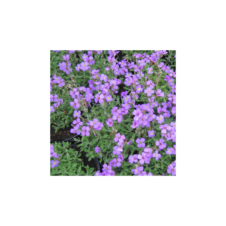 Plantes Vivaces AUBRIETA 'Hürth' - Aubriète en vente - Pépinière Lepage .