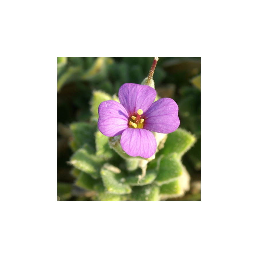 Plantes Vivaces AUBRIETA 'Hürth' - Aubriète en vente - Pépinière Lepage .
