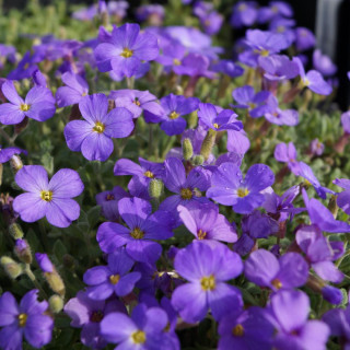 plantes-vivaces-aubrieta-royal-blue-aubriete-en-vente-pepiniere-lepage-
