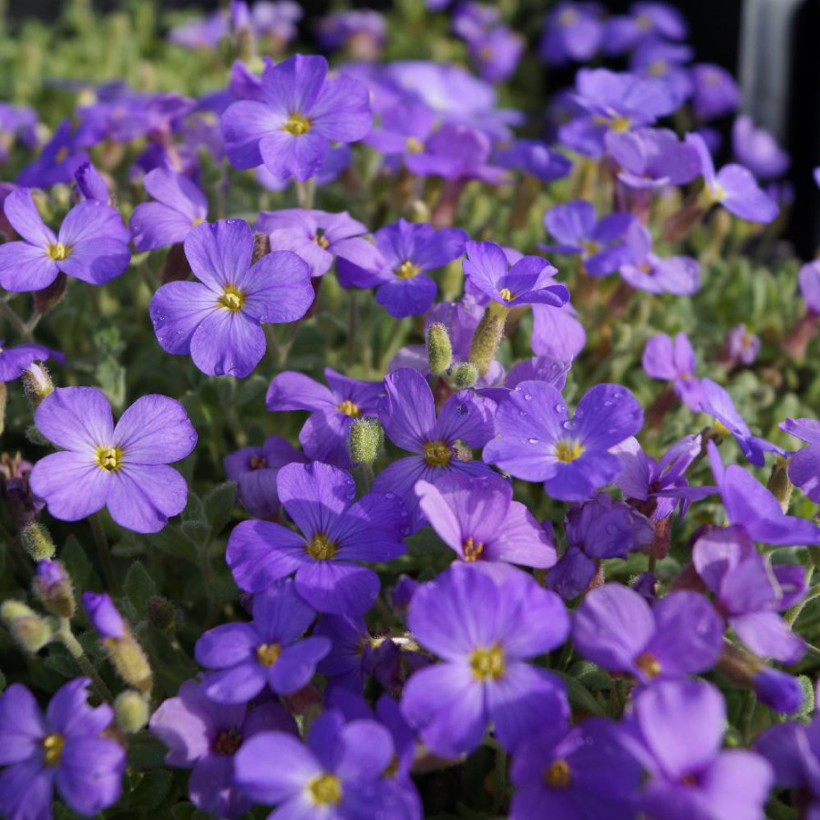 Plantes Vivaces AUBRIETA 'Royal Blue' - Aubriète en vente - Pépinière Lepage .