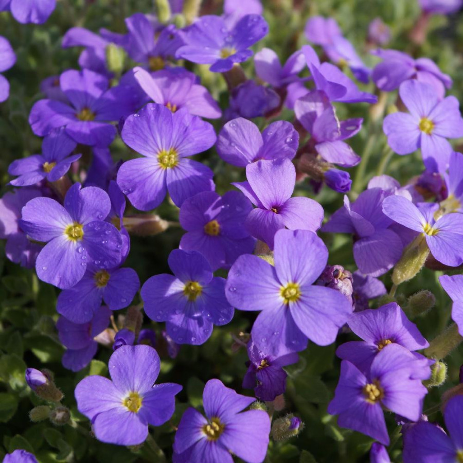 Plantes Vivaces AUBRIETA 'Royal Blue' - Aubriète en vente - Pépinière Lepage .