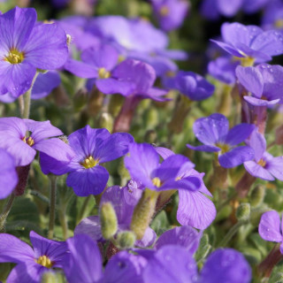 Plantes Vivaces AUBRIETA 'Royal Blue' - Aubriète en vente - Pépinière Lepage .