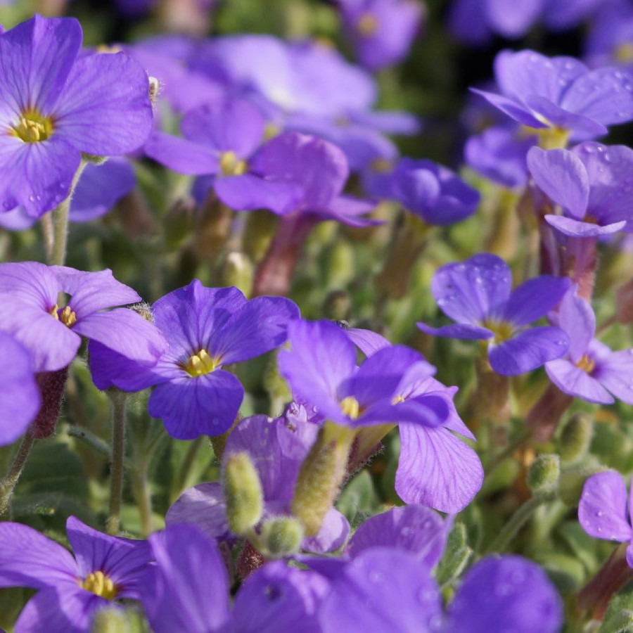 Plantes Vivaces AUBRIETA 'Royal Blue' - Aubriète en vente - Pépinière Lepage .