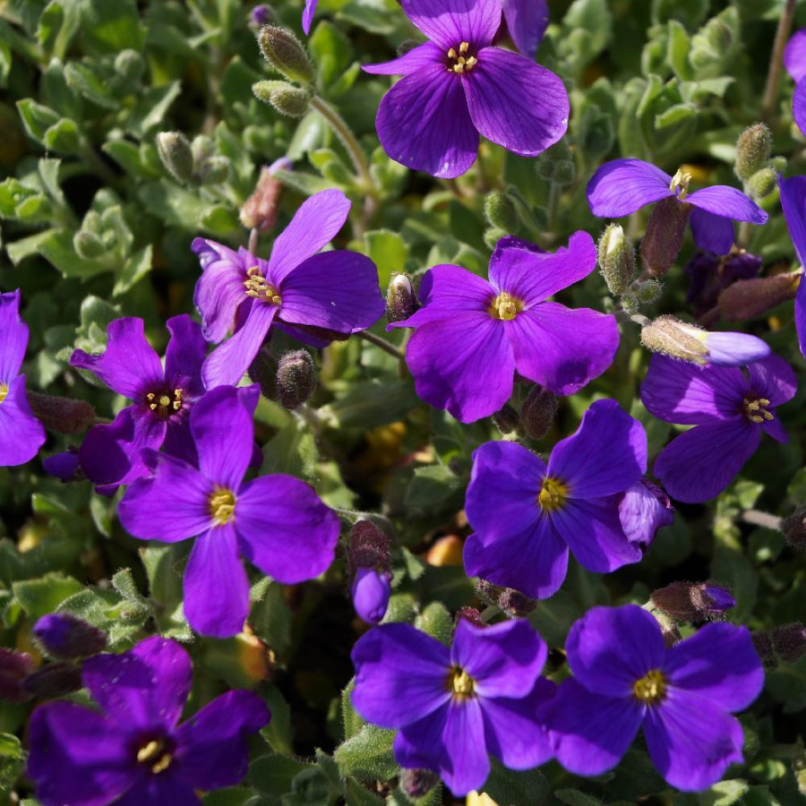Plantes Vivaces AUBRIETA 'Royal Violet' - Aubriète en vente - Pépinière Lepage .