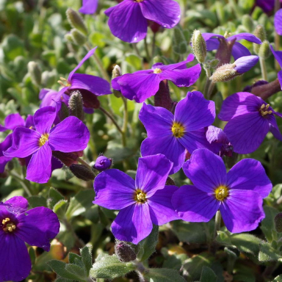 Plantes Vivaces AUBRIETA 'Royal Violet' - Aubriète en vente - Pépinière Lepage .