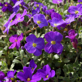 Plantes Vivaces AUBRIETA 'Royal Violet' - Aubriète en vente - Pépinière Lepage .