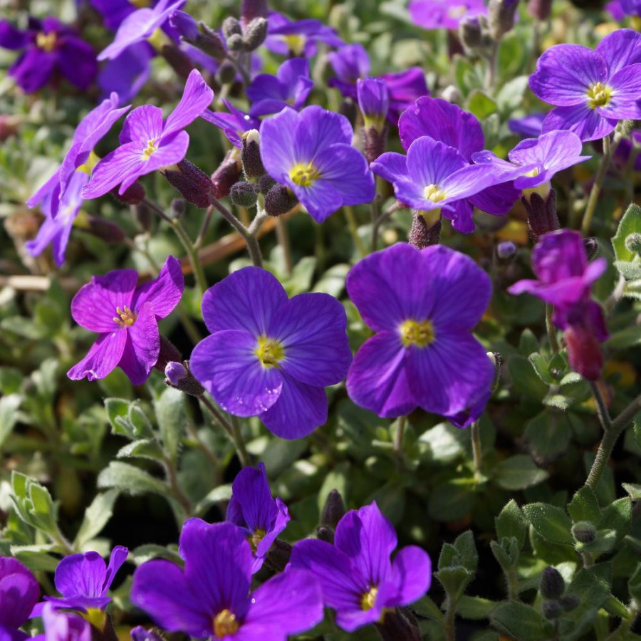 Plantes Vivaces AUBRIETA 'Royal Violet' - Aubriète en vente - Pépinière Lepage .