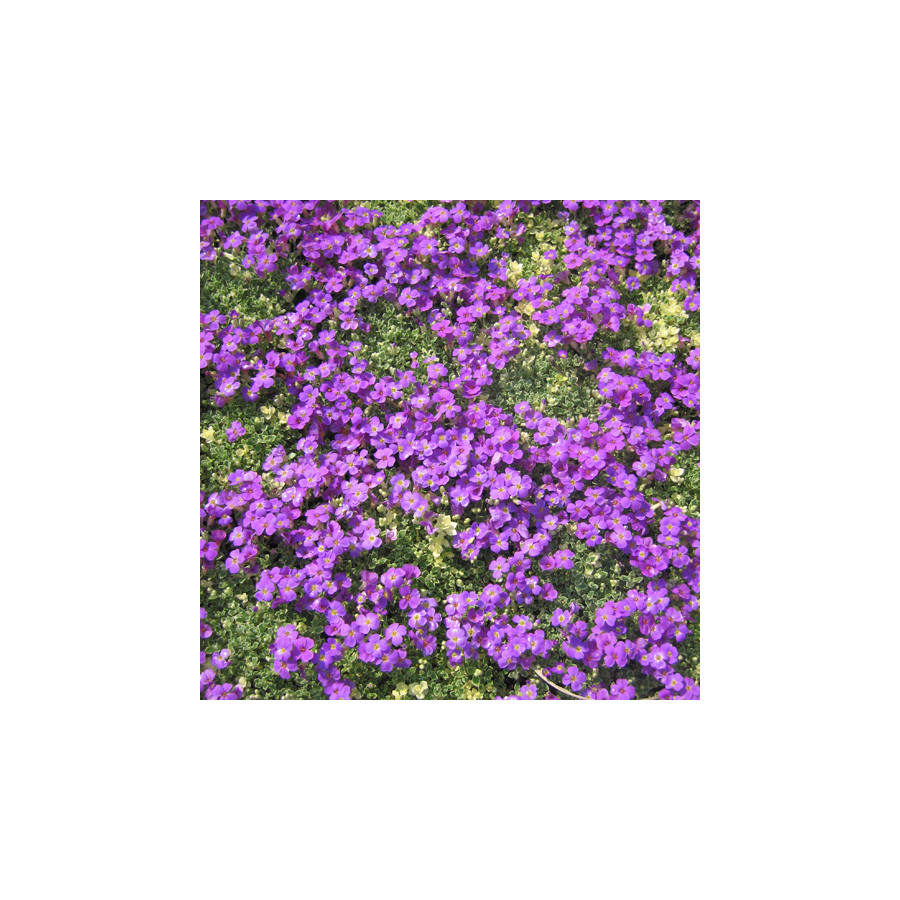 Plantes Vivaces AUBRIETA 'Silberrand' - Aubriète en vente - Pépinière Lepage .