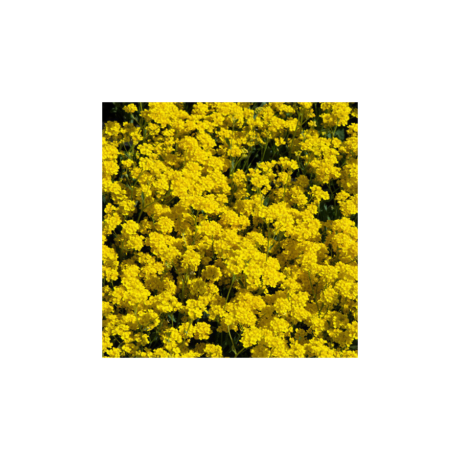 Plantes Vivaces AURINIA saxatilis (Alyssum saxatile) - Alysse en vente - Corbeille d'or en vente - Pépinière Lepage .