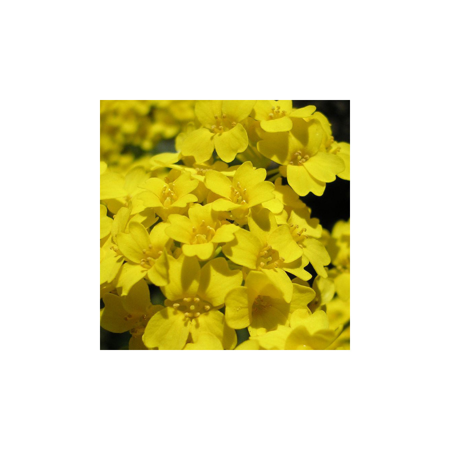 Plantes Vivaces AURINIA saxatilis (Alyssum saxatile) - Alysse en vente - Corbeille d'or en vente - Pépinière Lepage .