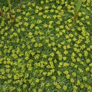 plantes-vivaces-azorella-trifurcata-azorelle-en-vente-coussin-des-andes-en-vente-pepiniere-lepage-