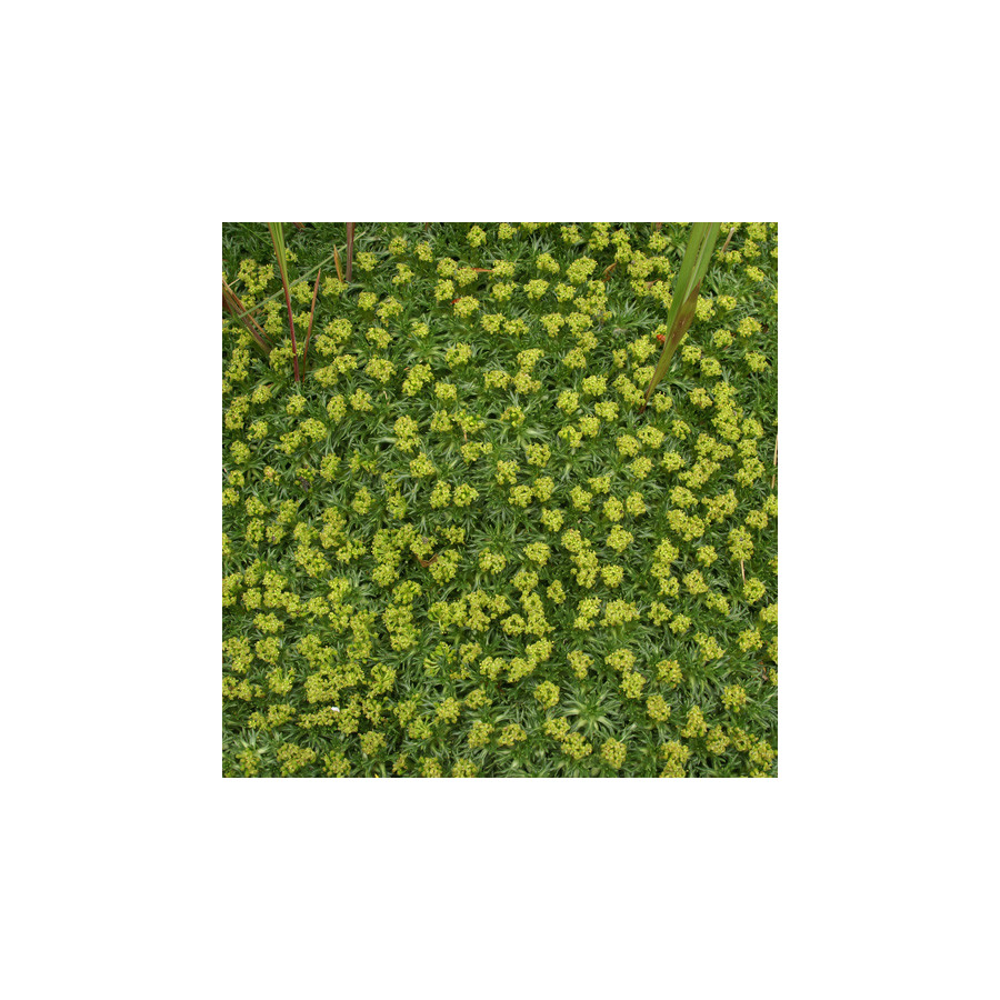 Plantes Vivaces AZORELLA trifurcata - Azorelle en vente - Coussin des Andes en vente - Pépinière Lepage .