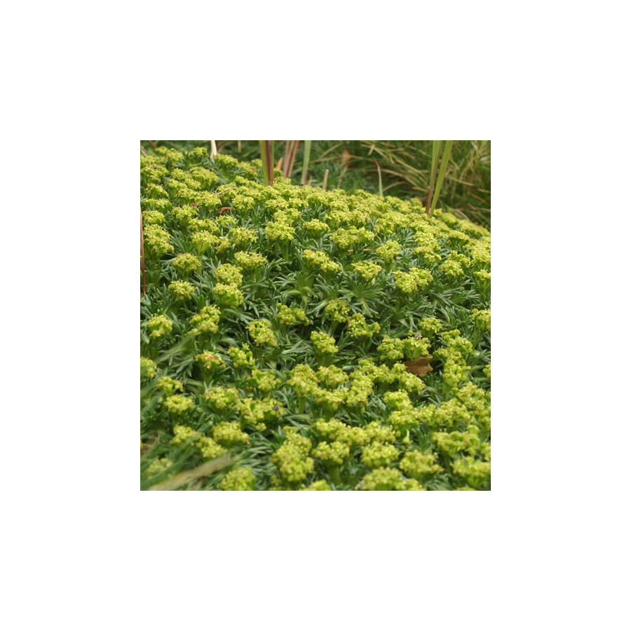 Plantes Vivaces AZORELLA trifurcata - Azorelle en vente - Coussin des Andes en vente - Pépinière Lepage .