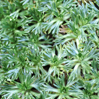 Plantes Vivaces AZORELLA trifurcata - Azorelle en vente - Coussin des Andes en vente - Pépinière Lepage .