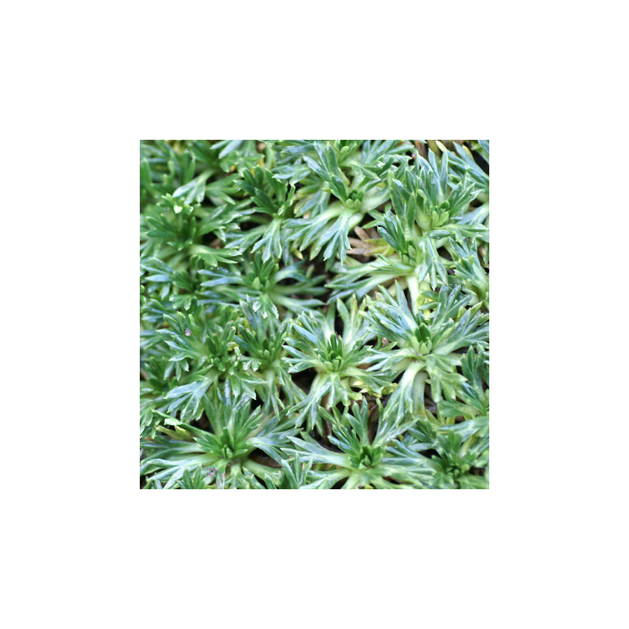 Plantes Vivaces AZORELLA trifurcata - Azorelle en vente - Coussin des Andes en vente - Pépinière Lepage .