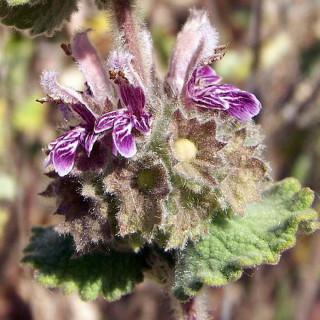 plantes-vivaces-ballota-hirsuta-ballotte-en-vente-pepiniere-lepage-