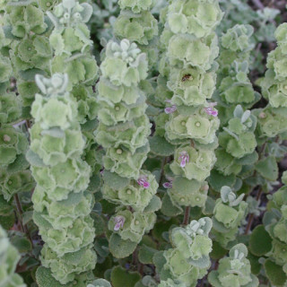 plantes-vivaces-ballota-pseudodictamnus-ballotte-en-vente-pepiniere-lepage-