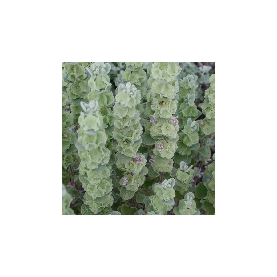 Plantes Vivaces BALLOTA pseudodictamnus - Ballotte en vente - Pépinière Lepage .