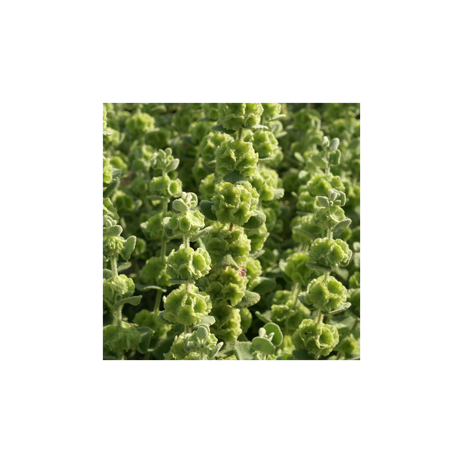 Plantes Vivaces BALLOTA pseudodictamnus - Ballotte en vente - Pépinière Lepage .