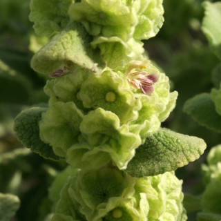 Plantes Vivaces BALLOTA pseudodictamnus - Ballotte en vente - Pépinière Lepage .