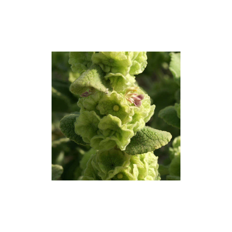 Plantes Vivaces BALLOTA pseudodictamnus - Ballotte en vente - Pépinière Lepage .