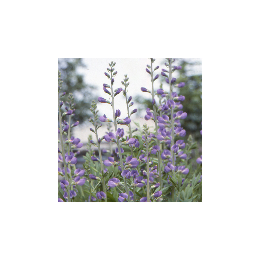 Plantes Vivaces BAPTISIA australis - Lupin indigo en vente - Podalyre en vente - Pépinière Lepage .