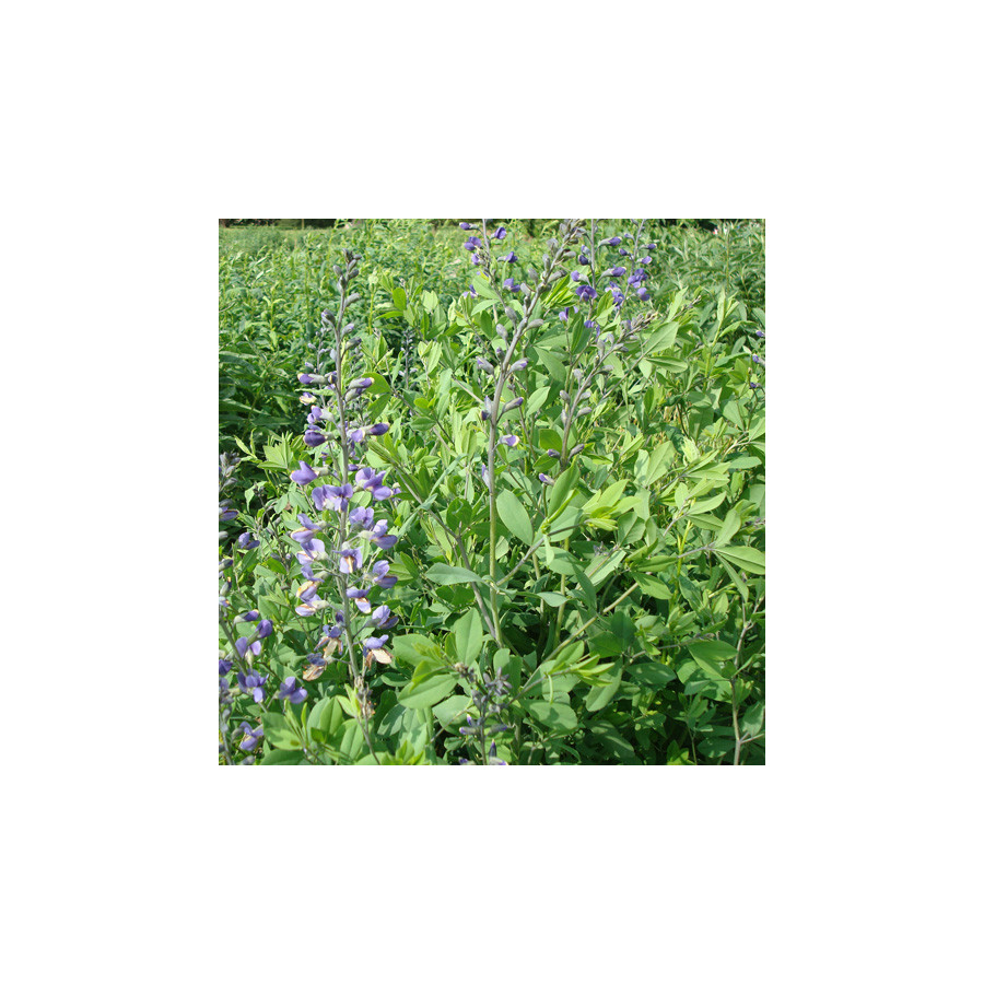 Plantes Vivaces BAPTISIA australis - Lupin indigo en vente - Podalyre en vente - Pépinière Lepage .
