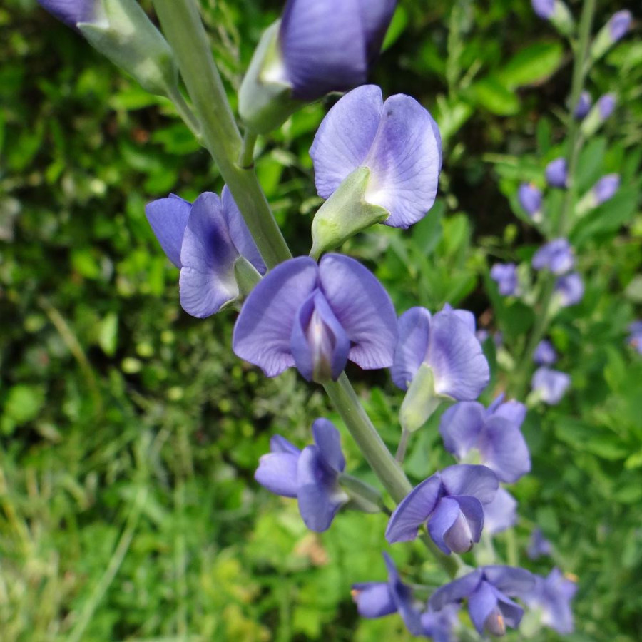 Plantes Vivaces BAPTISIA australis - Lupin indigo en vente - Podalyre en vente - Pépinière Lepage .