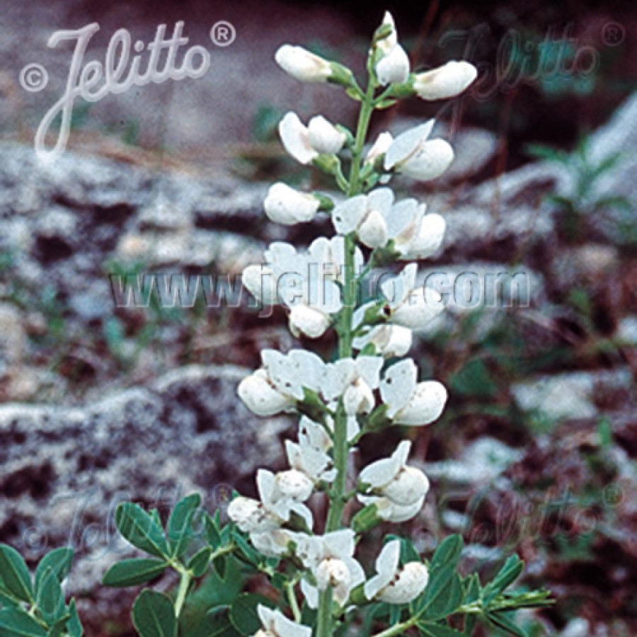 Plantes Vivaces BAPTISIA australis 'Alba' - Lupin indigo en vente - Podalyre en vente - Pépinière Lepage .