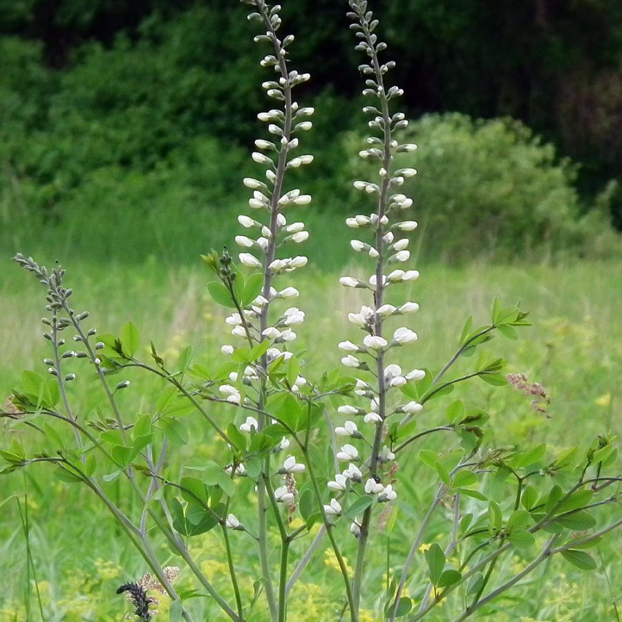 Plantes Vivaces BAPTISIA leucantha en vente - Pépinière Lepage .