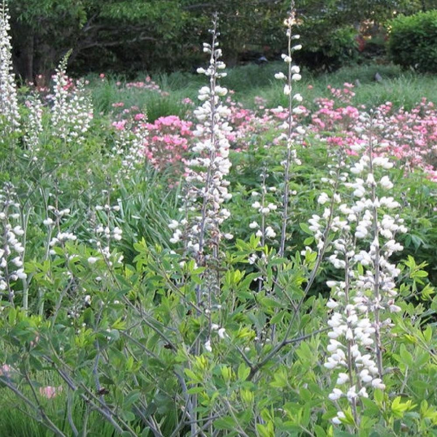 Plantes Vivaces BAPTISIA leucantha en vente - Pépinière Lepage .
