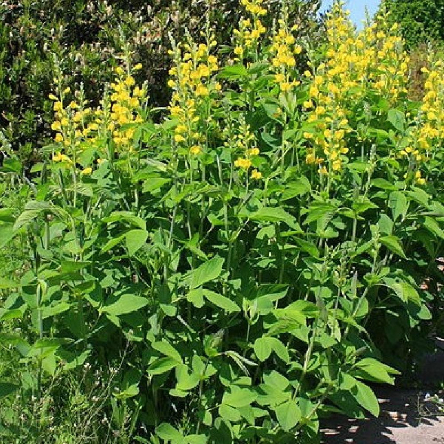 Plantes Vivaces BAPTISIA sphaerocarpa - Faux indigo  en vente - Indigo sauvage jaune en vente - Pépinière Lepage .
